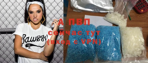 сатива Новозыбков