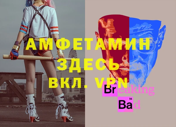 сатива Новозыбков