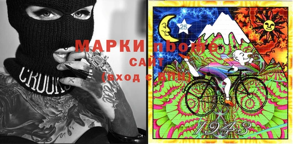 сатива Новозыбков