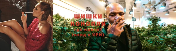 сатива Новозыбков